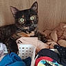 Maya a rejoint le concours — aidez-le/la à gagner de superbes lots ! cat, tortoiseshell_cat, pet, animal, feline, green_eyes, wide_eyes, whiskers, pointed_ears, short_hair, indoor, laundry, clothes, blanket, basket, bed, home, portrait, sitting, funny