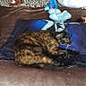 cat, tortoiseshell_cat, pet, feline, lying_down, sleeping, relaxed, bed, blanket, bedroom, stuffed_animals, plush_toys, pillows, cozy, indoor, home, brown, black, blue_blanket, animal_portrait