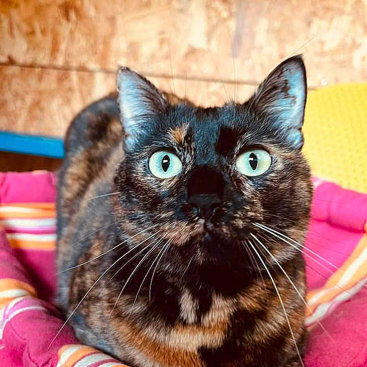 Maya