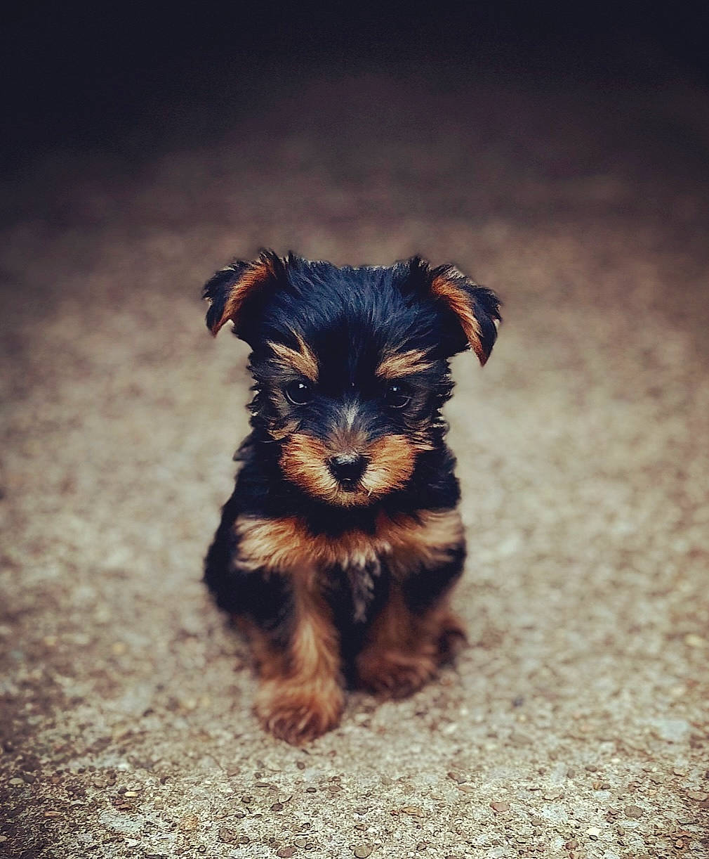 Nash joined the competition — help win amazing prizes! canidae, carnivore, companion_dog, darkness, dog, dog_breed, fawn, fur, grass, liver, puppy, small_terrier, snout, sporting_group, terrestrial_animal, terrier, tints_and_shades, toy_dog, working_animal, yorkipoo