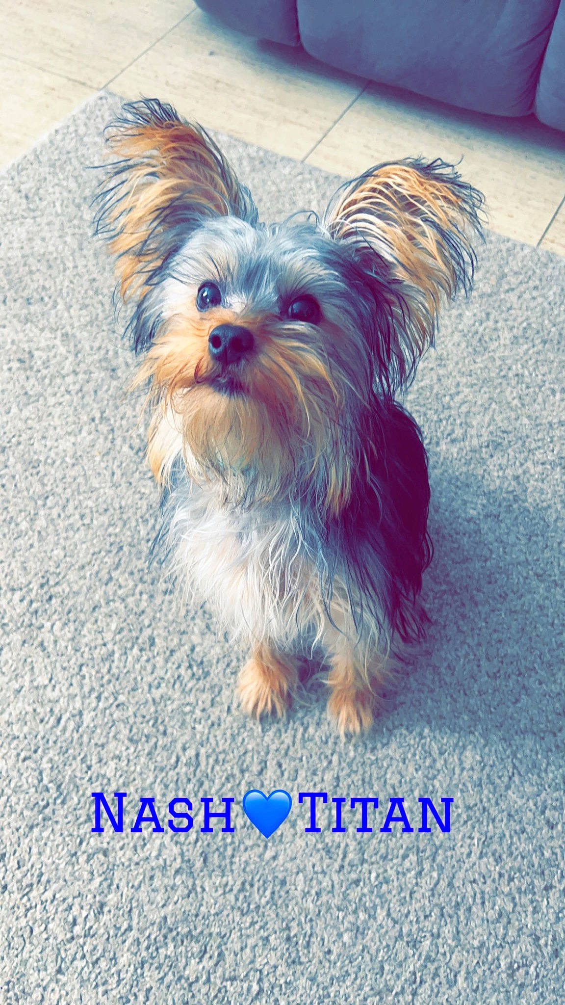 Nash joined the competition — help win amazing prizes! asphalt, australian_terrier, biewer_terrier, canidae, carnivore, companion_dog, dog, dog_breed, dog_supply, flowerpot, fur, liver, road_surface, small_terrier, snout, sporting_group, terrier, toy_dog, working_animal, yorkipoo