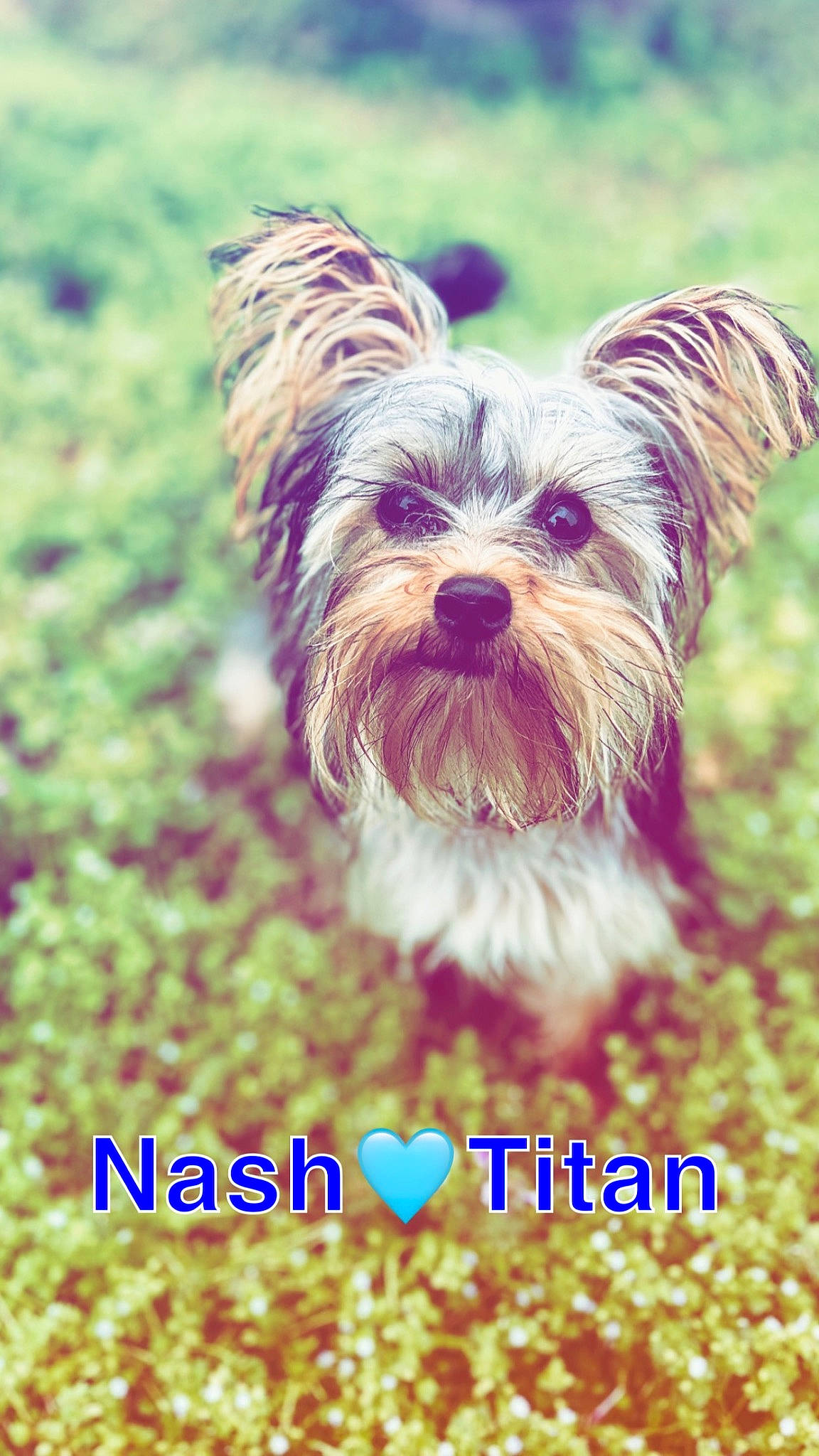 Nash joined the competition — help win amazing prizes! biewer_terrier, canidae, carnivore, companion_dog, dog, dog_breed, dog_supply, font, grass, happy, liver, photo_caption, plant, small_terrier, snout, sporting_group, terrier, toy_dog, working_animal, yorkshire_terrier