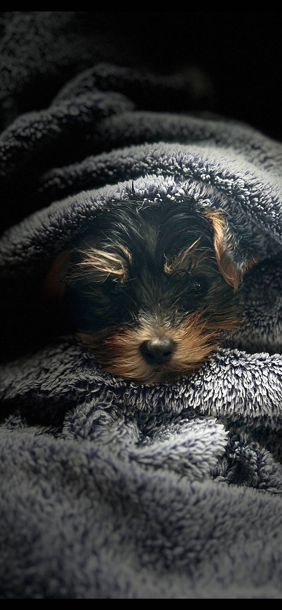 Nash is registered to the contest to win money with this photo: canidae, carnivore, cloud, companion_dog, darkness, dog, dog_breed, fur, grey, marine_mammal, nap, paw, puppy, sleep, snout, sporting_group, terrestrial_animal, toy_dog, whiskers, wildlife