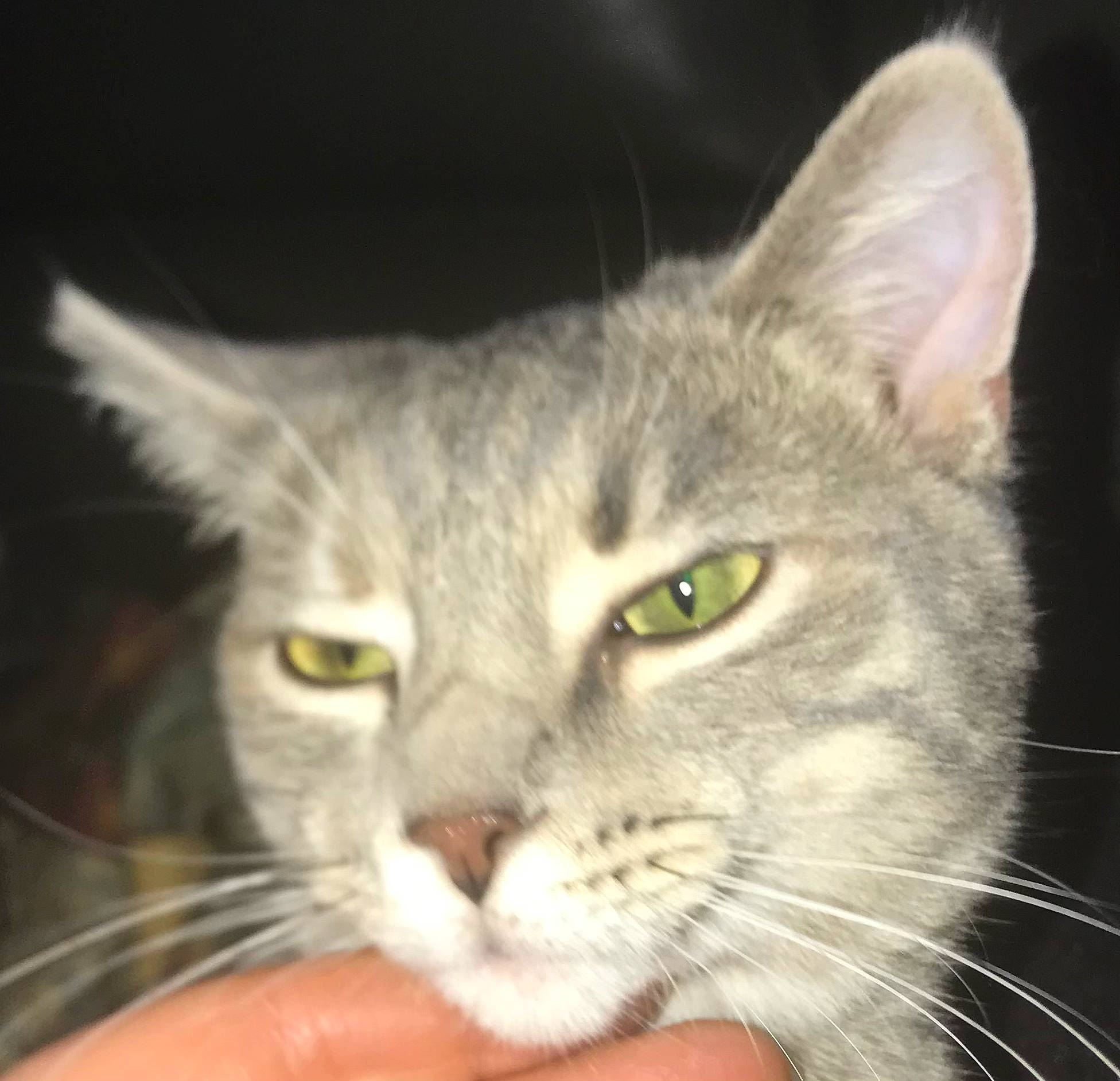 Karley joined the competition — help win amazing prizes! carnivore, cat, domestic_short_haired_cat, ear, felidae, fur, iris, small_to_medium_sized_cats, snout, terrestrial_animal, whiskers