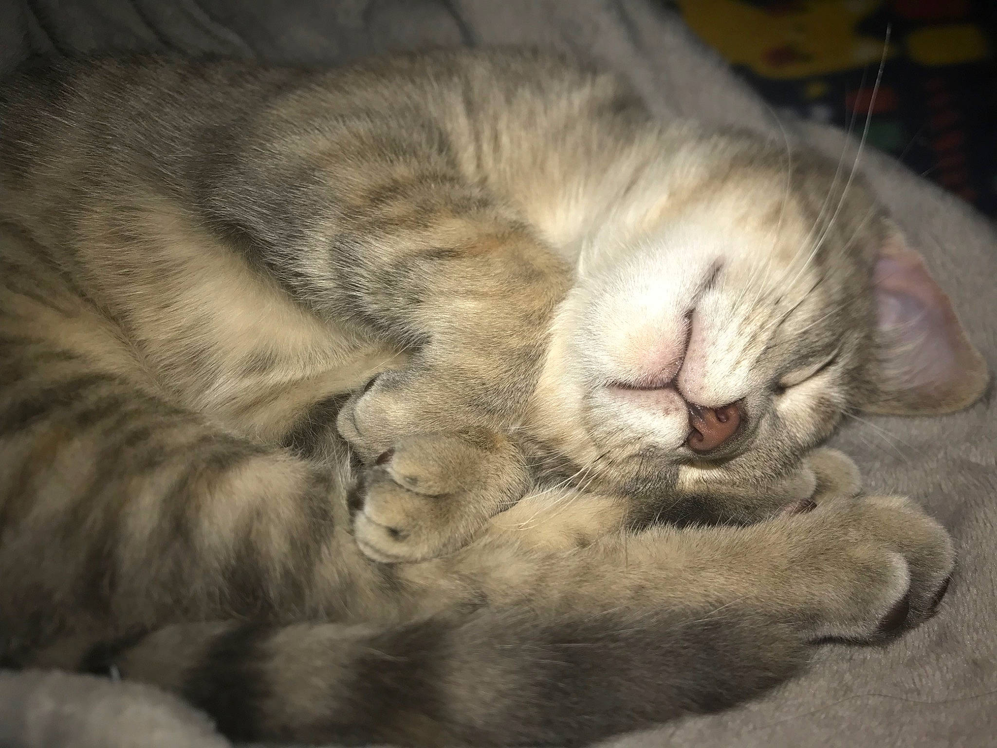Karley is registered to the contest to win money with this photo: carnivore, cat, claw, comfort, domestic_short_haired_cat, fawn, felidae, fur, nap, paw, sleep, small_to_medium_sized_cats, snout, tail, terrestrial_animal, whiskers, wrinkle