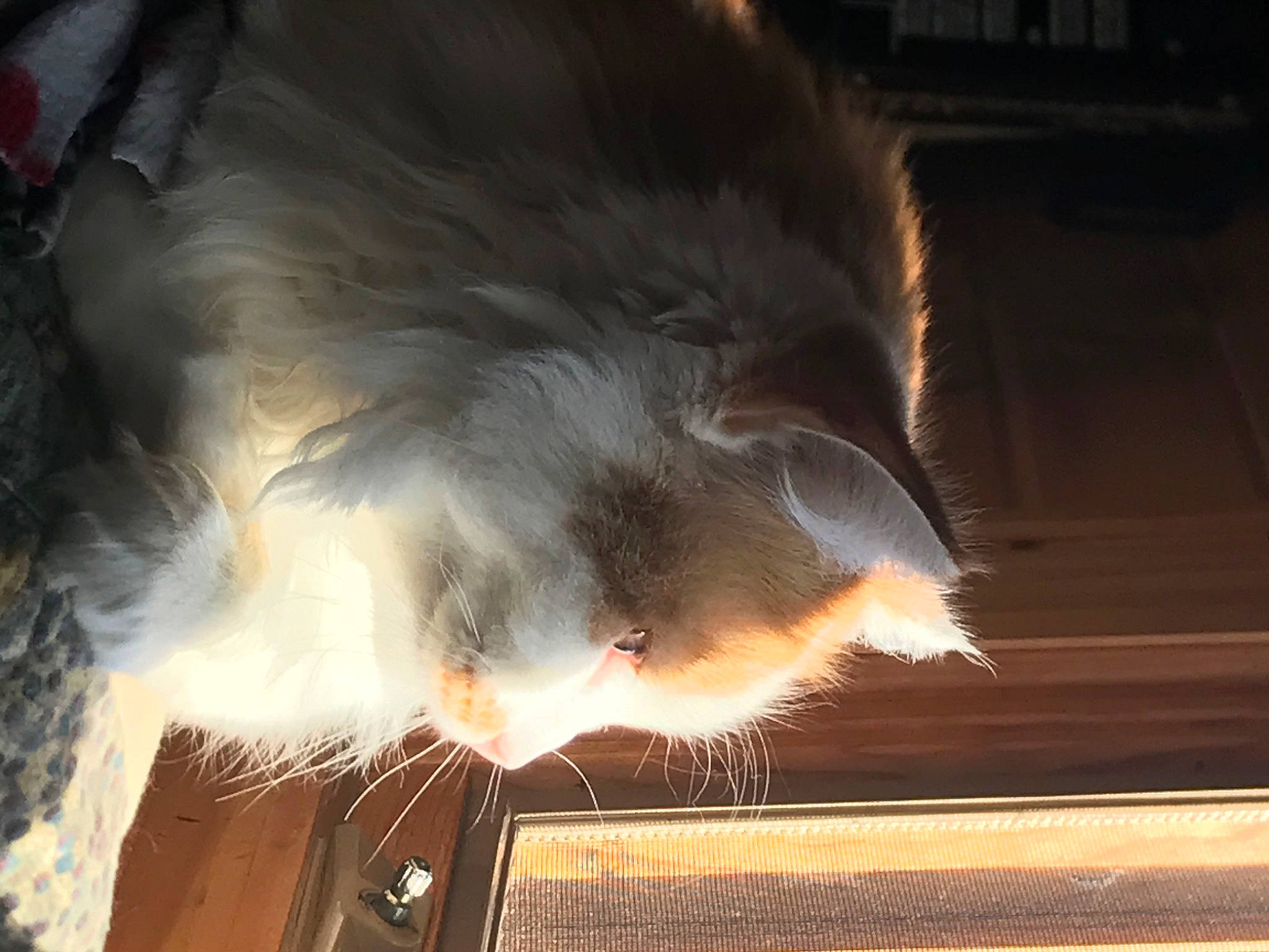 Carmen joined the competition — help win amazing prizes! automotive_lighting, claw, darkness, event, eyewear, fashion_accessory, feather, felidae, fur, heat, sky, small_to_medium_sized_cats, smoke, snout, sunglasses, tail, tints_and_shades, whiskers, wing, wood