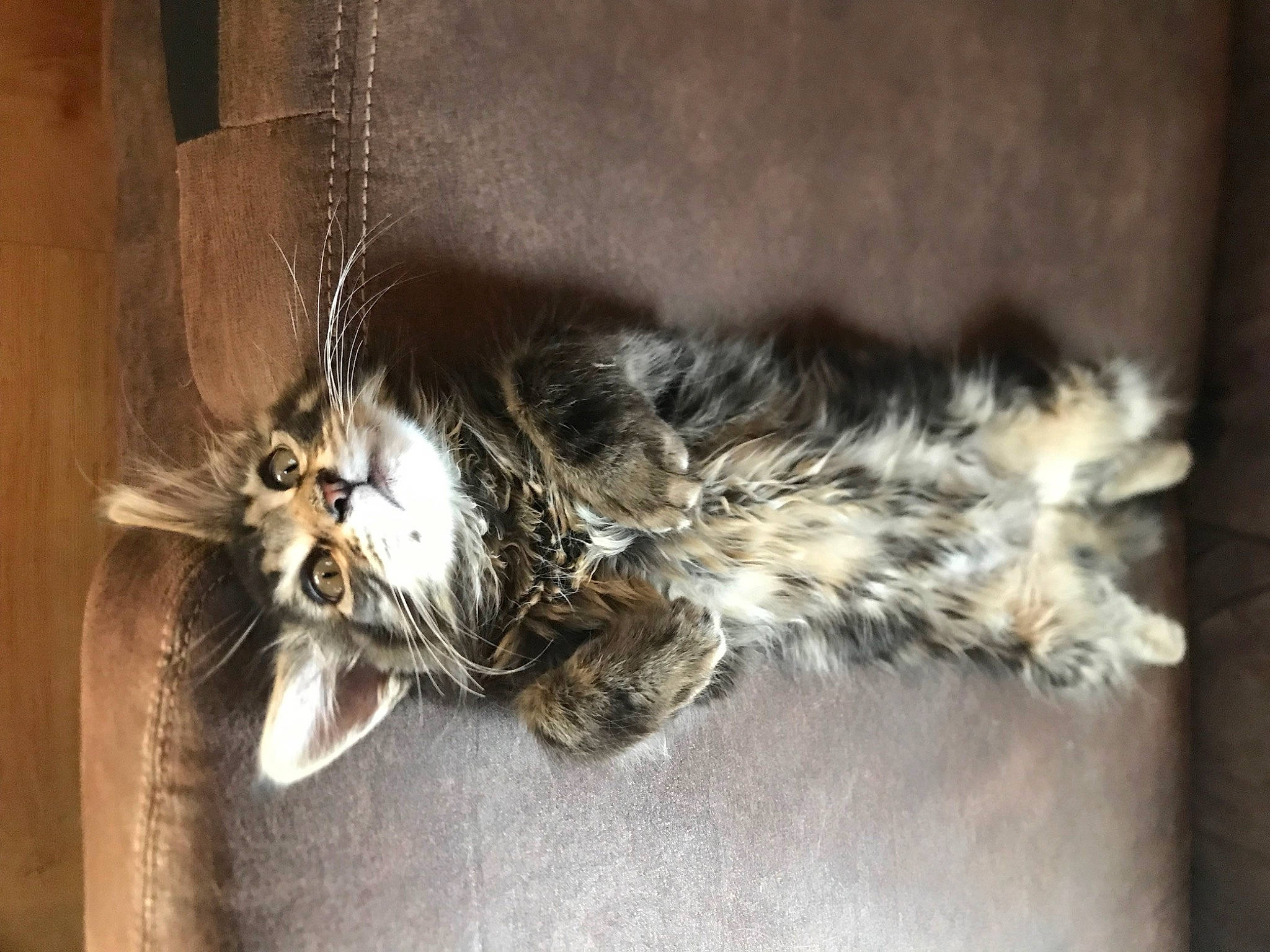 Eli joined the competition — help win amazing prizes! art, carnivore, cat, claw, domestic_short_haired_cat, felidae, fur, macro_photography, metal, paw, small_to_medium_sized_cats, snout, tail, terrestrial_animal, whiskers, wildlife, wood