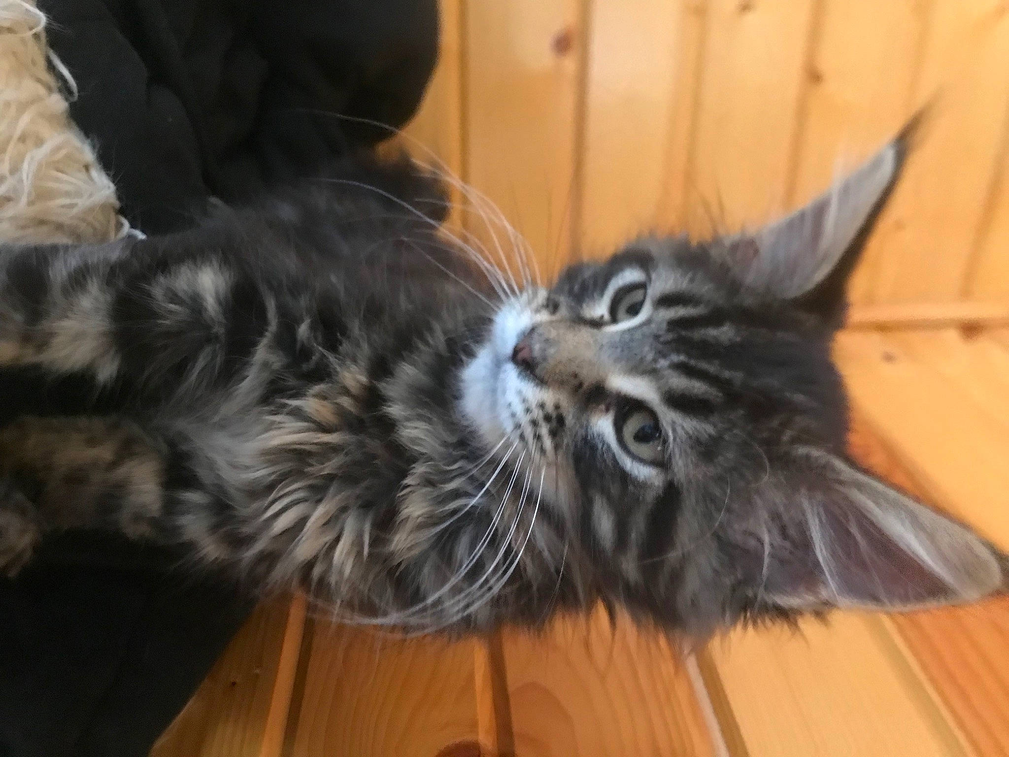 Eli is registered to the contest to win money with this photo: carnivore, cat, claw, comfort, domestic_short_haired_cat, ear, felidae, flooring, foot, fur, grey, hardwood, paw, small_to_medium_sized_cats, snout, tail, terrestrial_animal, whiskers, wood, wood_stain