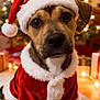brown_dog, celebration, christmas, christmas_coat, christmas_tree, closeup, costume, cute, decorations, dog, festive, fur, holiday, holiday_season, indoors, lights, pet, presents, santa_hat, warm_lighting