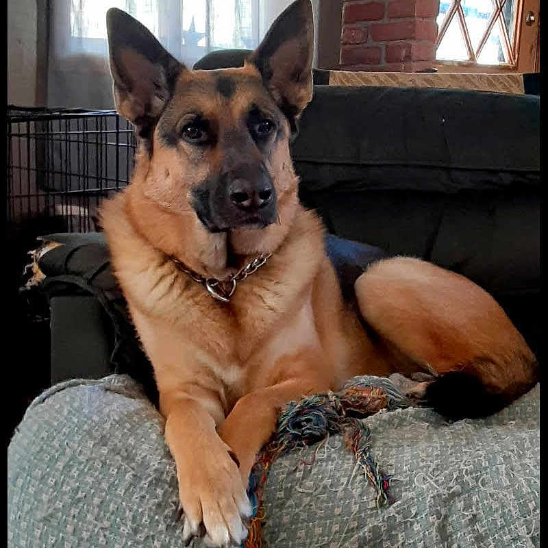 Blitz joined the competition — help win amazing prizes! animal, blanket, canine, chair, couch, cushion, dog, dogbed, furniture, germanshepherd, homedecor, indoors, interiordesign, pet, puppy