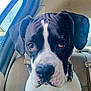 Khloe joined the competition — help win amazing prizes! animal, black_and_white, canine, car_interior, close_up, collar, companion, dog, domestic_animal, ears, fur, head, indoors, nose, pet, portrait, sad_look, seatbelt, whiskers, window