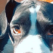 Khloe is registered to the contest to win money with this photo: animal, black_and_white, brown_eyes, canine, close_up, companion, curious, cute, dog, ears, expression, face, friend, fur, indoor, looking, pet, portrait, sunlight, whiskers