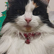 Bichou a rejoint le concours — aidez-le/la à gagner de superbes lots ! bell, black_and_white, calico_cat, cat, close_up, collar, domestic_animal, ears, eyes, fluffy, fur, indoor, long_hair, muzzle, orange_marking, paw, pet, pink_nose, portrait, whiskers