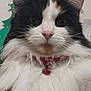 bell, black_and_white, calico_cat, cat, close_up, collar, domestic_animal, ears, eyes, fluffy, fur, indoor, long_hair, muzzle, orange_marking, paw, pet, pink_nose, portrait, whiskers