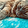 animal, blue_blanket, cat, close_up, cozy, cute, domestic_cat, fluffy, fur, ginger_cat, indoor, laying_down, mammal, peaceful, pet, relaxed, resting, sleepy, soft_texture, whiskers