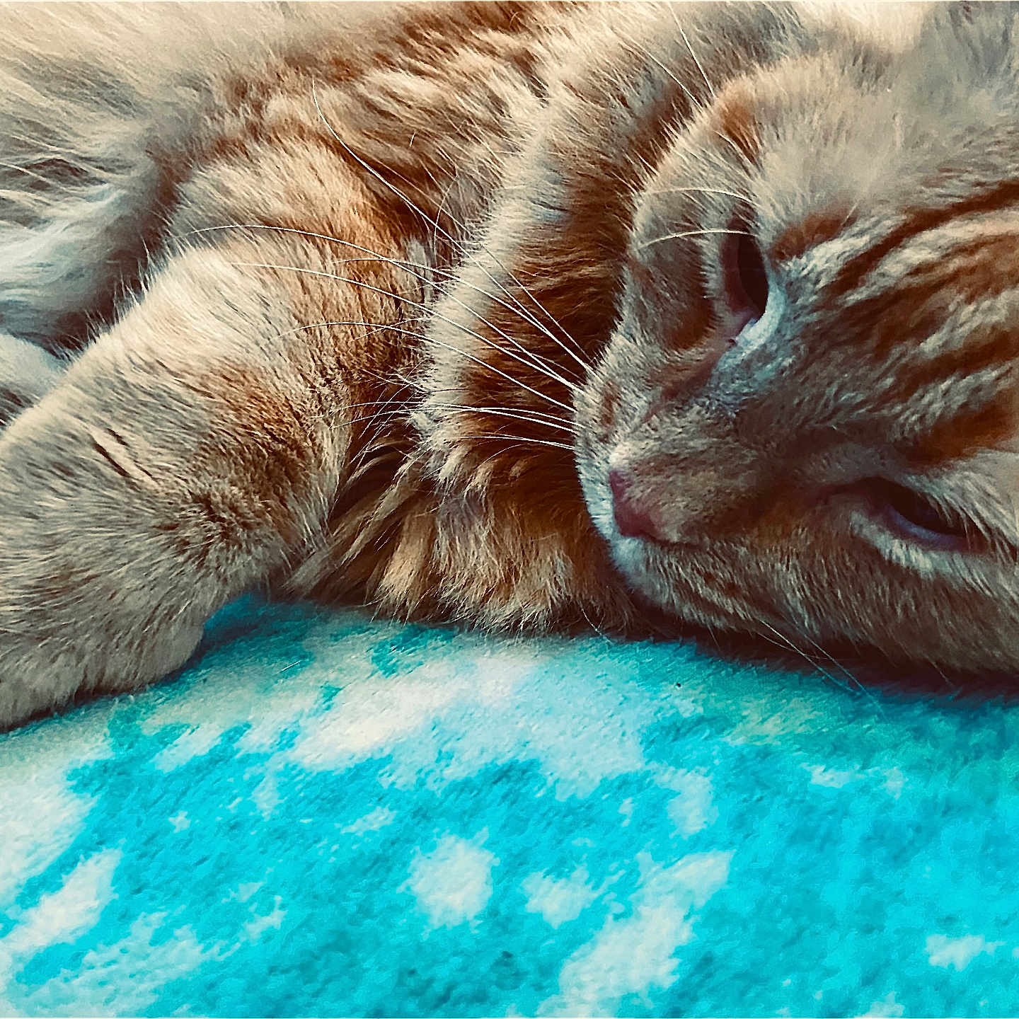 Daisy is registered to the contest to win money with this photo: animal, blue_blanket, cat, close_up, cozy, cute, domestic_cat, fluffy, fur, ginger_cat, indoor, laying_down, mammal, peaceful, pet, relaxed, resting, sleepy, soft_texture, whiskers
