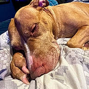 Karma joined the competition — help win amazing prizes! dog, sleeping, paw, blanket, cozy, resting, indoor, pet, canine, fur, closeup, relaxed, comfort, animal, snout, nail, bed, cute, peaceful, laying
