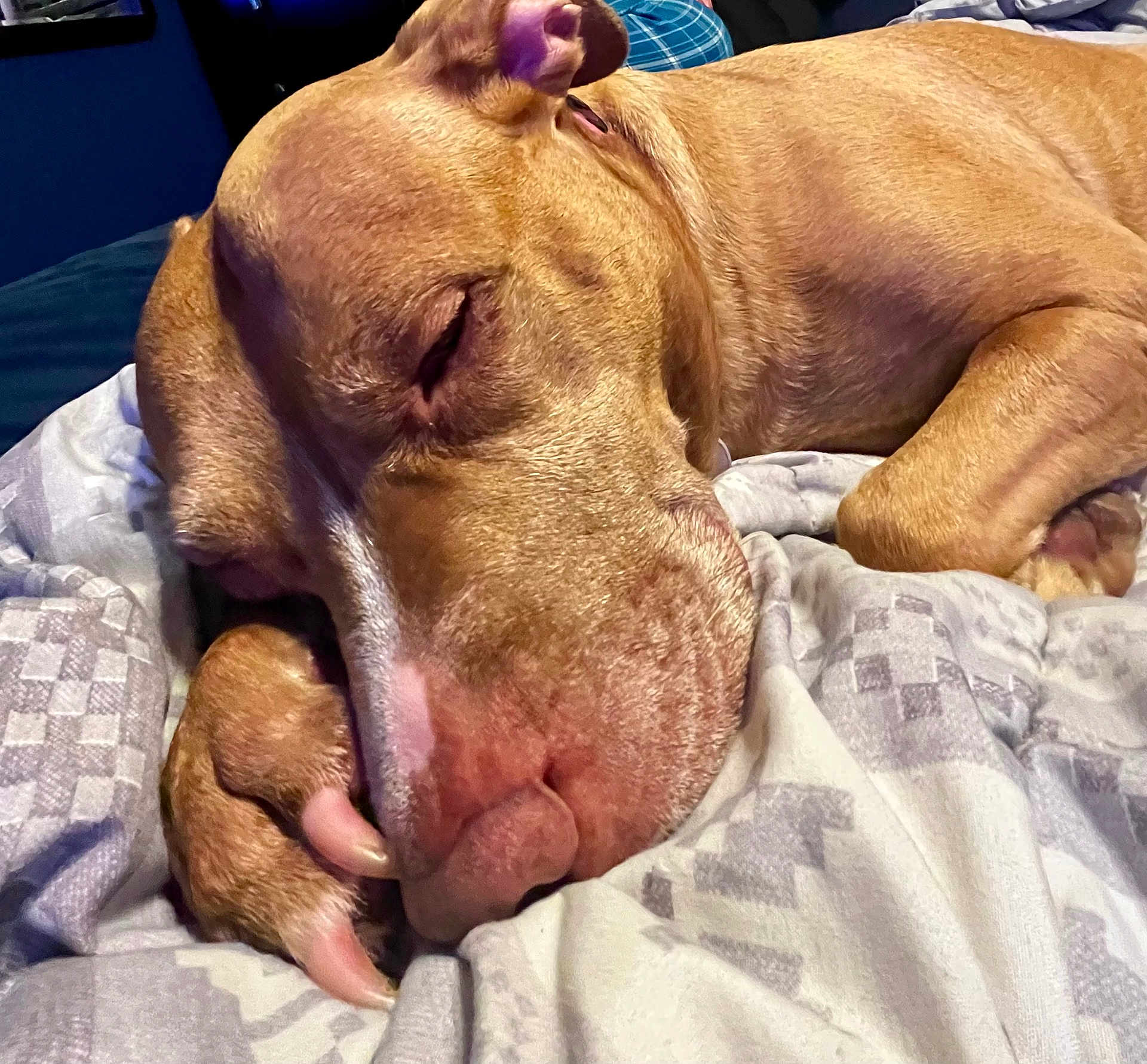 Karma joined the competition — help win amazing prizes! dog, sleeping, paw, blanket, cozy, resting, indoor, pet, canine, fur, closeup, relaxed, comfort, animal, snout, nail, bed, cute, peaceful, laying
