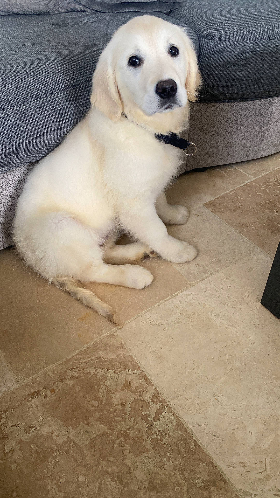 Vanille participe au concours pour gagner de l'argent avec cette photo : animal, canine, cockerspaniel, couch, dog, eskimodog, flagstone, furniture, goldenretriever, hound, husky, labradorretriever, path, pet, puppy, slate, tile, walkway, whitedog