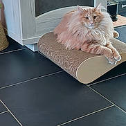 Zola a rejoint le concours — aidez-le/la à gagner de superbes lots ! cat, fluffy_cat, orange_cat, pet, scratching_pad, indoor, floor_tile, furniture, home, relaxed, animal, mammal, cute, domestic_cat, whiskers, ears, paws, fur, laying_down, looking_at_camera