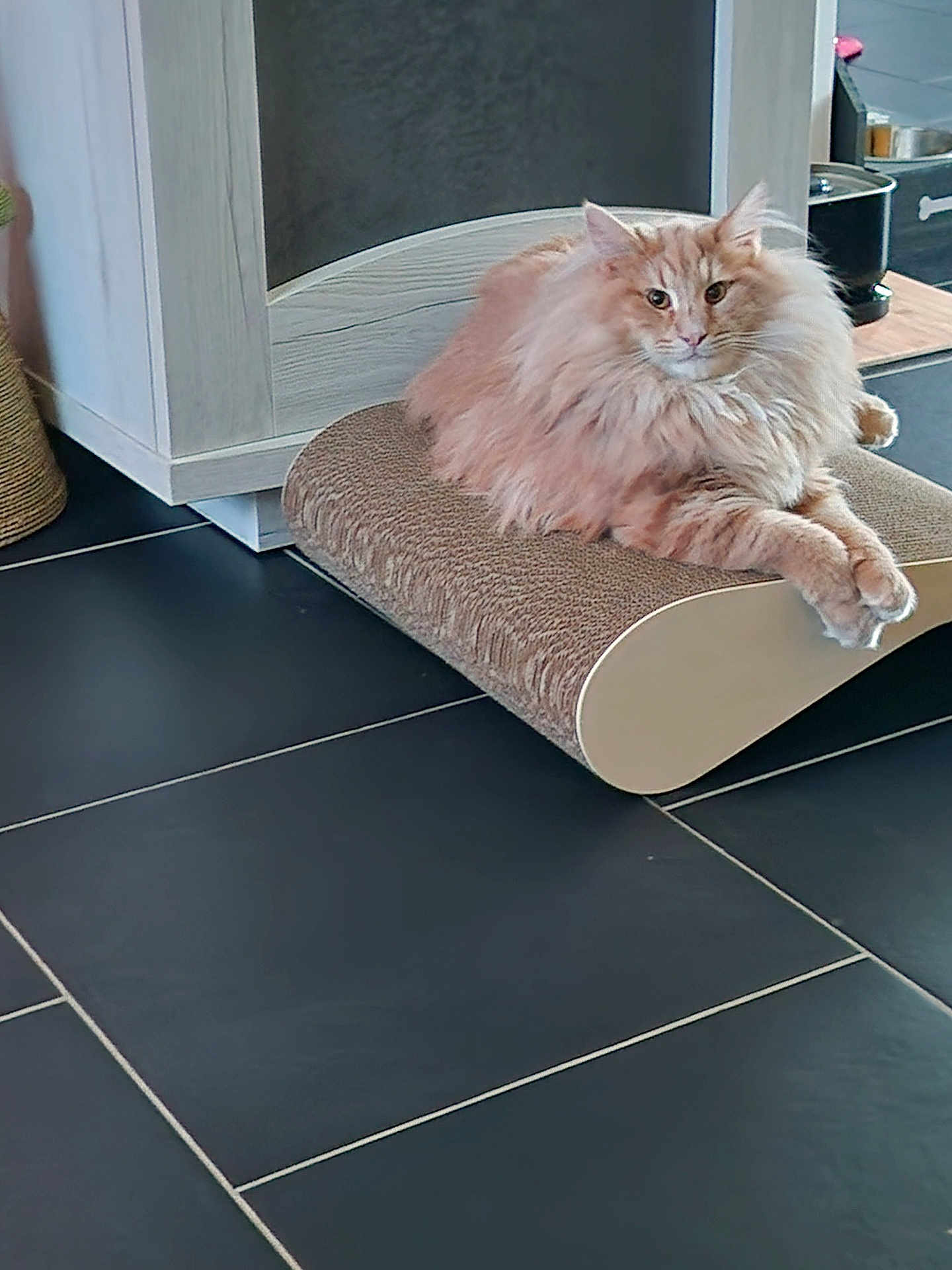 Zola a rejoint le concours — aidez-le/la à gagner de superbes lots ! cat, fluffy_cat, orange_cat, pet, scratching_pad, indoor, floor_tile, furniture, home, relaxed, animal, mammal, cute, domestic_cat, whiskers, ears, paws, fur, laying_down, looking_at_camera
