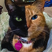 Venus participe au concours pour gagner de l'argent avec cette photo : cat, close_up, split_face, heterochromia, black_fur, orange_fur, green_eye, blue_eye, pet, collar, heart_shaped_tag, indoor, bed, feline, whiskers, cute, domestic_animal, portrait, animal, relaxed