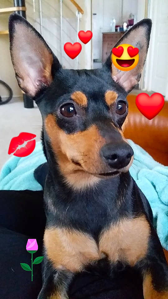 Ohlins a rejoint le concours — aidez-le/la à gagner de superbes lots ! canidae, carnivore, companion_dog, dog, dog_breed, dog_supply, ear, fawn, fur, mammal, pinscher, prazsky_krysarik, snapshot, snout, sporting_group, toy_dog, vertebrate, whiskers, working_animal, working_dog