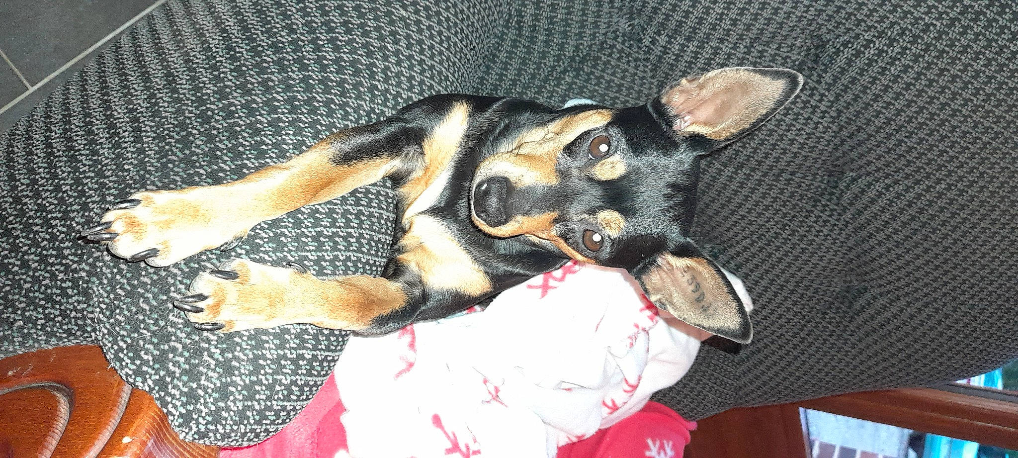 Ohlins participe au concours pour gagner de l'argent avec cette photo : canidae, carnivore, comfort, companion_dog, dog, dog_breed, dog_supply, ear, fawn, fur, guard_dog, paw, pinscher, prazsky_krysarik, snout, sporting_group, toy_dog, whiskers, working_animal, working_dog