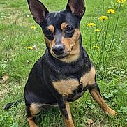 Ohlins a rejoint le concours — aidez-le/la à gagner de superbes lots ! alert, animal, black_and_tan, canine, cute, daylight, dog, ears, friendly, garden, grass, greenery, nature, outdoor, pet, plants, portrait, sitting, tree, yellow_flowers