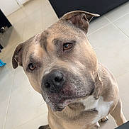 Rony participe au concours pour gagner de l'argent avec cette photo : dog, pet, animal, indoor, floor, tile, brown, canine, closeup, face, ears, sitting, looking_up, couch, furniture, home, cute, fur, expression, curious