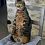 cat, tabby, sitting, chair, cushion, indoor, pet, animal, feline, wide_eyes, fur, striped, whiskers, paws, resting, alert, stone_wall, home, cute, funny_pose