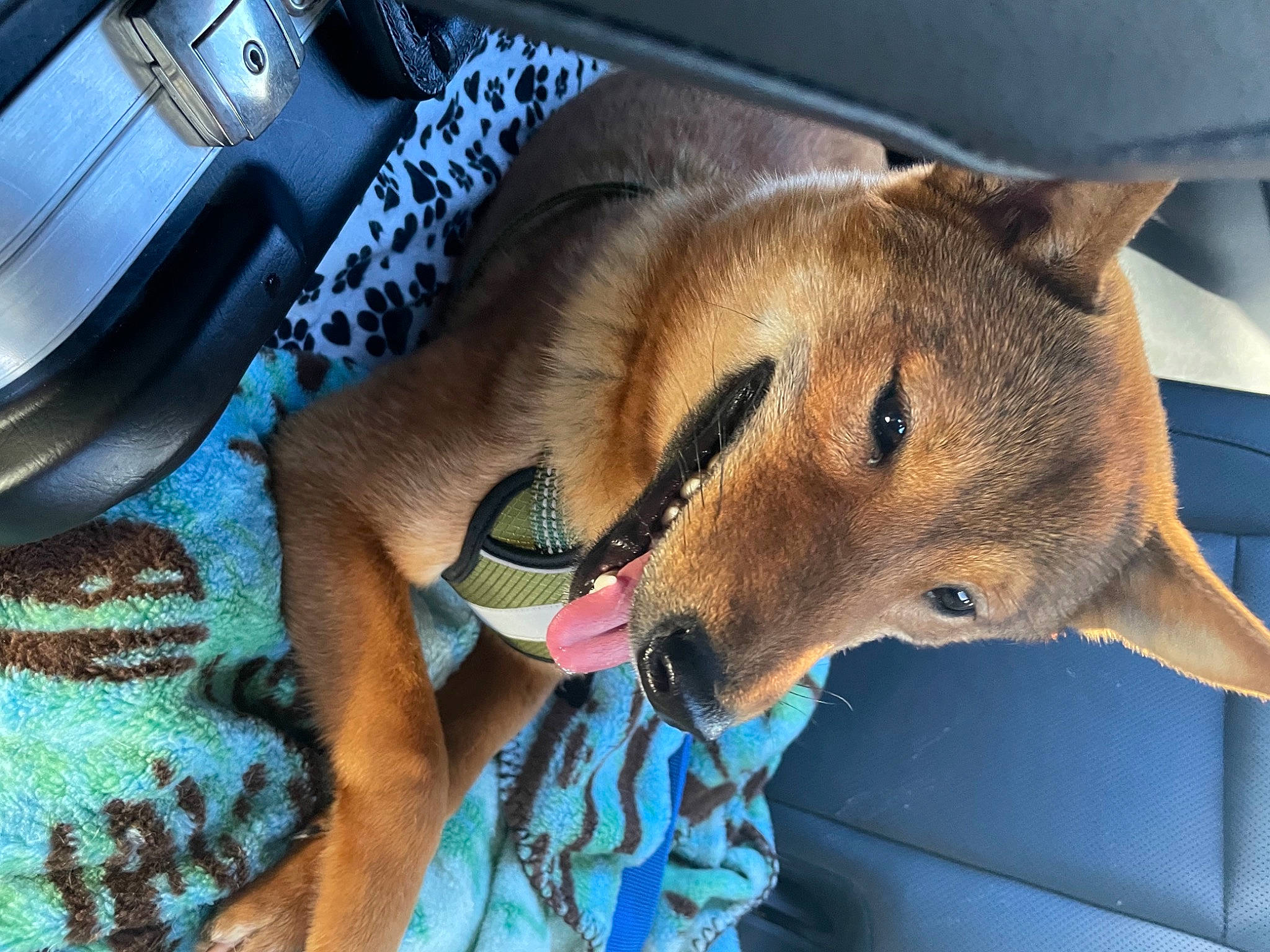 Diego is registered to the contest to win money with this photo: automotive_tire, canis, car_seat, carnivore, comfort, companion_dog, dog_breed, fawn, felidae, fox, fur, jaw, motor_vehicle, small_to_medium_sized_cats, snout, steering_wheel, terrestrial_animal, vehicle_door, whiskers, wildlife
