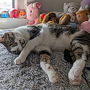 Moon participe au concours pour gagner de l'argent avec cette photo : cat, sleeping, tabby, white_paws, blanket, plush_toys, stuffed_animals, window, sunlight, indoor, cozy, pet, fur, resting, cute, soft_texture, animal, relaxation, bedroom, comfort