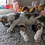 cat, sleeping, tabby, white_paws, blanket, plush_toys, stuffed_animals, window, sunlight, indoor, cozy, pet, fur, resting, cute, soft_texture, animal, relaxation, bedroom, comfort