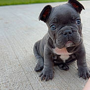 Kash is registered to the contest to win money with this photo: puppy, dog, french_bulldog, concrete, sidewalk, outdoor, sunset, grass, tree, blurred_background, pet, cute, young, animal, sitting, looking, curious, small, ears, face