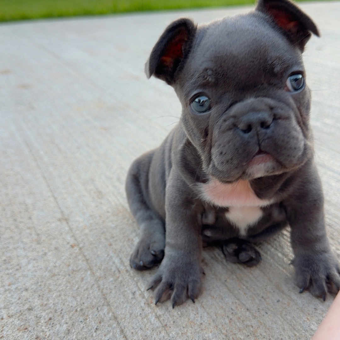 Kash is registered to the contest to win money with this photo: puppy, dog, french_bulldog, concrete, sidewalk, outdoor, sunset, grass, tree, blurred_background, pet, cute, young, animal, sitting, looking, curious, small, ears, face