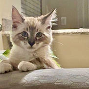 Rosie is registered to the contest to win money with this photo: animal, cat, closeup, couch, curious, cute, domestic, eyes, fluffy, furniture, home, indoor, kitten, paws, pet, relaxed, resting, soft, whiskers, young