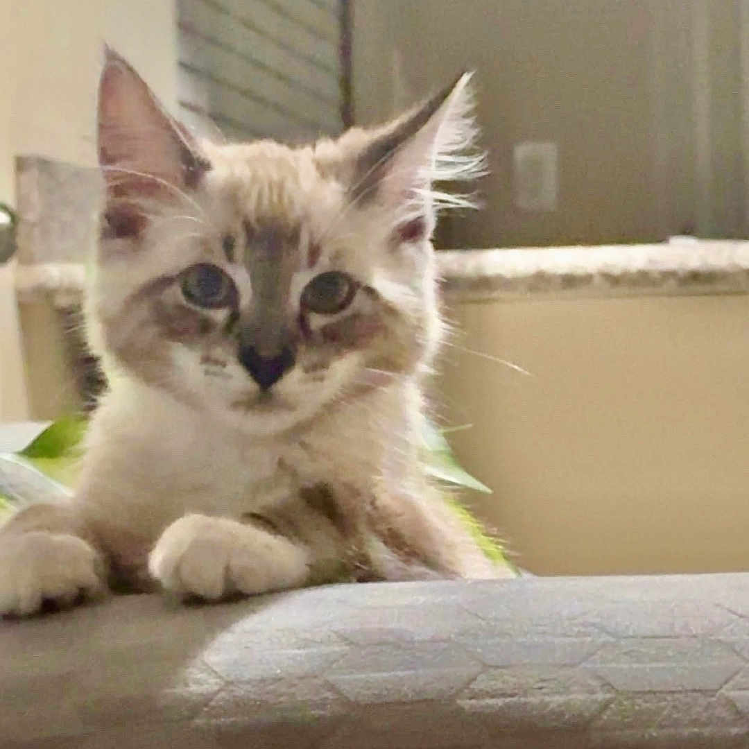 Rosie