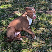 Bud joined the competition — help win amazing prizes! animal, bulldog, canine, dog, face, grass, head, hound, lawn, nature, outdoors, person, pet, photography, pitbull, plant, portrait, puppy, tree, vegetation