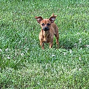 Chichi is registered to the contest to win money with this photo: dog, brown_dog, grass, greenery, flowers, outdoor, pet, animal, garden, stone_wall, alert, ears_up, small_dog, nature, field, cute, canine, daylight, standing, fur