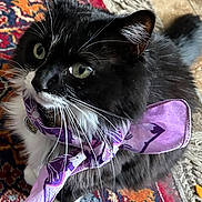 Kiki joined the competition — help win amazing prizes! black_and_white, bow, cat, close_up, colorful, cute, decor, domestic_cat, feline, floor, fluffy, green_eyes, indoor, looking_up, oriental_rug, pet, purple_bow, rug, sitting, whiskers