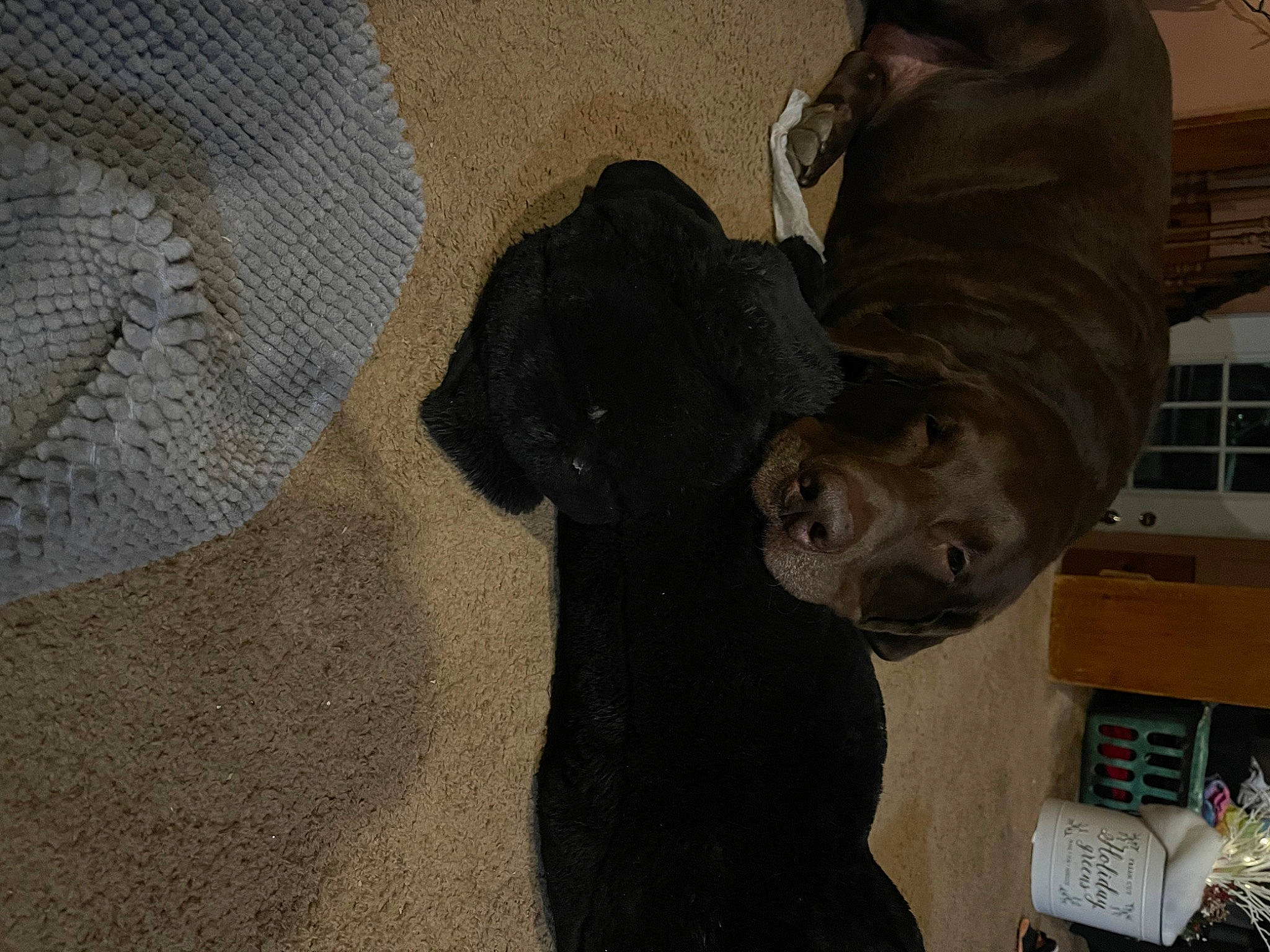 Remi joined the competition — help win amazing prizes! art, artifact, bronze_sculpture, canidae, comfort, dog_breed, fawn, flooring, fur, grey, linens, personal_protective_equipment, room, sculpture, snout, sporting_group, statue, visual_arts, wood, working_animal