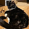 cat, black_and_white, cardboard_box, indoor, pet, fur, whiskers, tail, relaxed, animal, cute, domestic, feline, resting, closeup, box, sitting, looking, curious, cozy