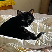Moustache participe au concours pour gagner de l'argent avec cette photo : black_cat, cat, bed, comforter, indoor, feline, pet, cozy, resting, curious, animal, domestic_cat, green_eyes, blanket, furniture, relaxing, whiskers, ears, sleeping_area, warm_lighting