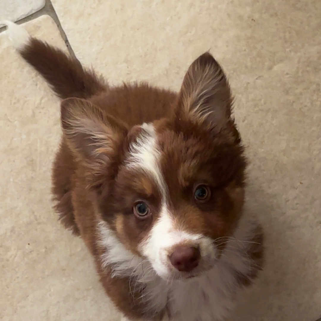 Blue a rejoint le concours — aidez-le/la à gagner de superbes lots ! puppy, dog, brown, white, fur, cute, pet, animal, looking_up, ears, floor, tile, indoor, young, adorable, small, canine, companion, friendly, domestic