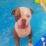 Vanille a rejoint le concours — aidez-le/la à gagner de superbes lots ! dog, bulldog, pool, swimming_pool, water, outdoor, summer, tongue, wrinkles, brown_and_white, pet, animal, portrait, close_up, standing, wet, swimmer, pool_float, blue, funny