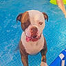 dog, bulldog, pool, swimming_pool, water, outdoor, summer, tongue, wrinkles, brown_and_white, pet, animal, portrait, close_up, standing, wet, swimmer, pool_float, blue, funny