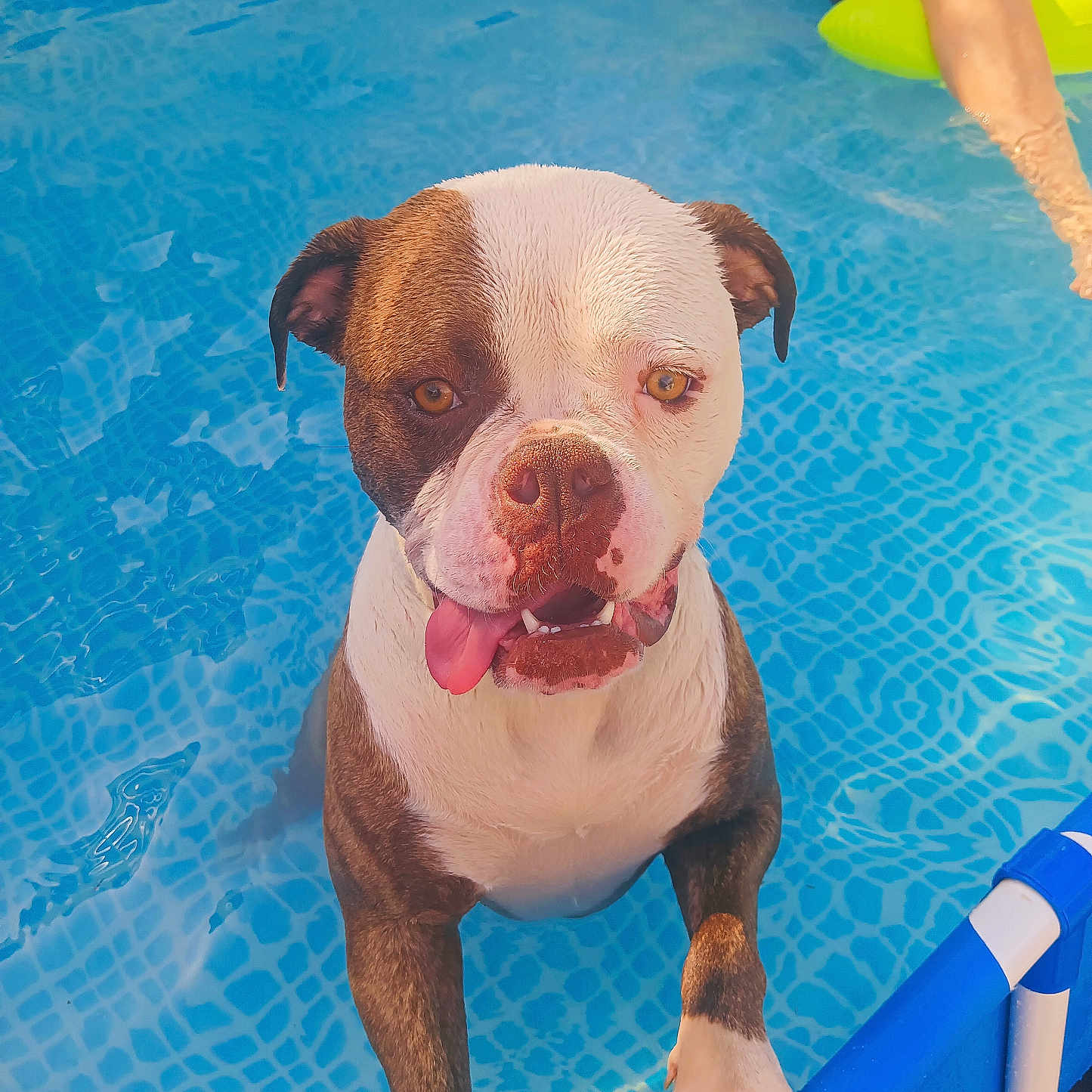 Vanille a rejoint le concours — aidez-le/la à gagner de superbes lots ! dog, bulldog, pool, swimming_pool, water, outdoor, summer, tongue, wrinkles, brown_and_white, pet, animal, portrait, close_up, standing, wet, swimmer, pool_float, blue, funny