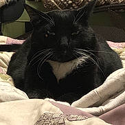 Blackfoot is registered to the contest to win money with this photo: asian, black, black_and_white, black_cat, carnivore, cat, domestic_short_haired_cat, felidae, fur, kitten, linens, nap, small_to_medium_sized_cats, snout, whiskers
