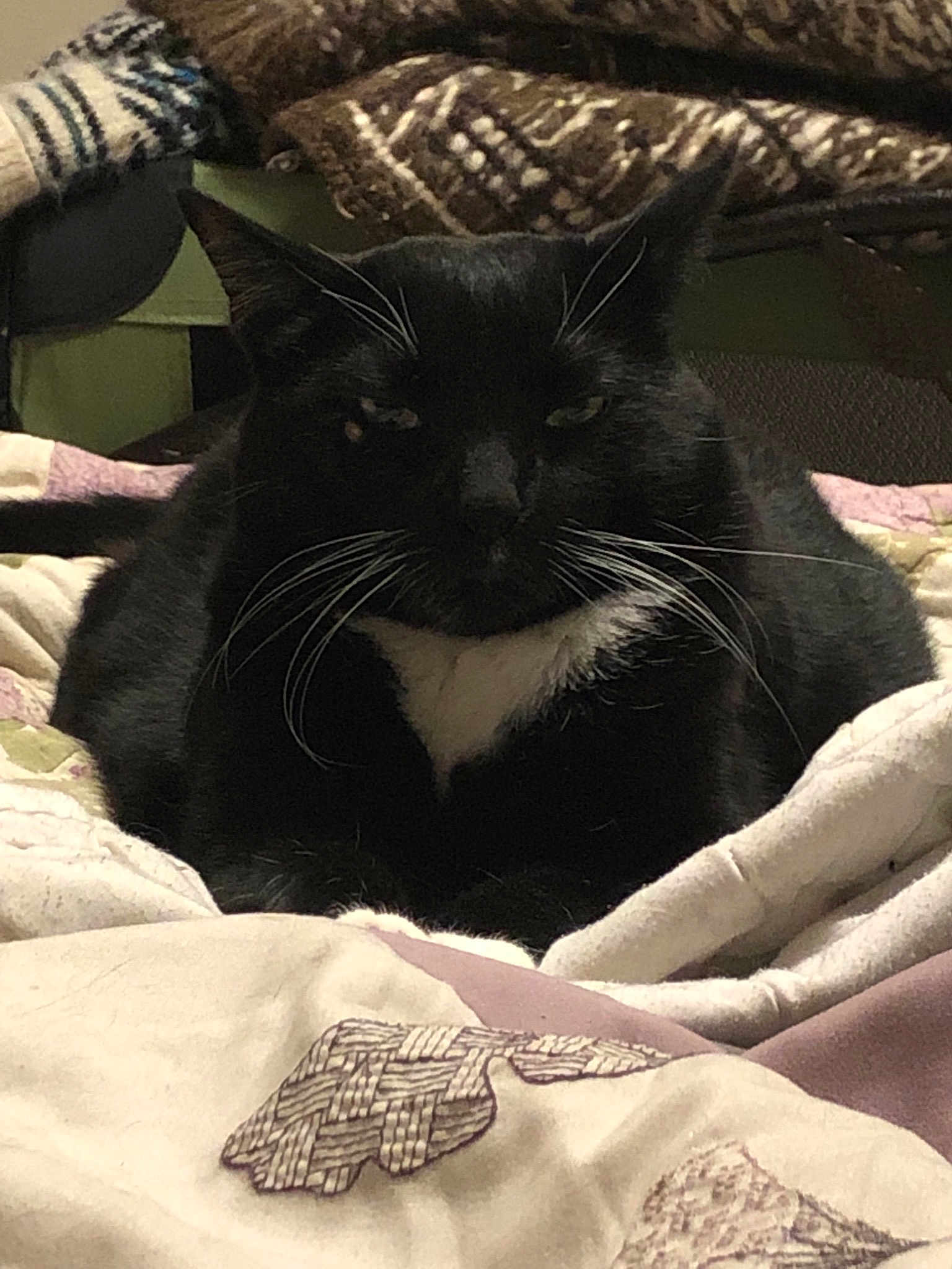 Blackfoot is registered to the contest to win money with this photo: asian, black, black_and_white, black_cat, carnivore, cat, domestic_short_haired_cat, felidae, fur, kitten, linens, nap, small_to_medium_sized_cats, snout, whiskers